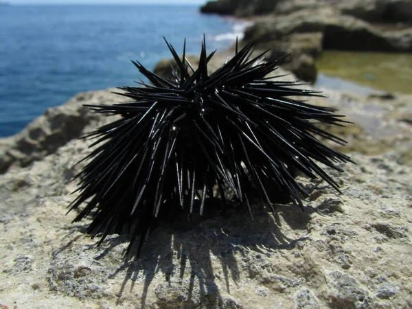 在马耳他 一只黑海胆在阳光下被大海包围的岩石上的特写 — 图库照片