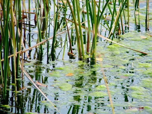 池塘的特写镜头 完美的背景 — 图库照片