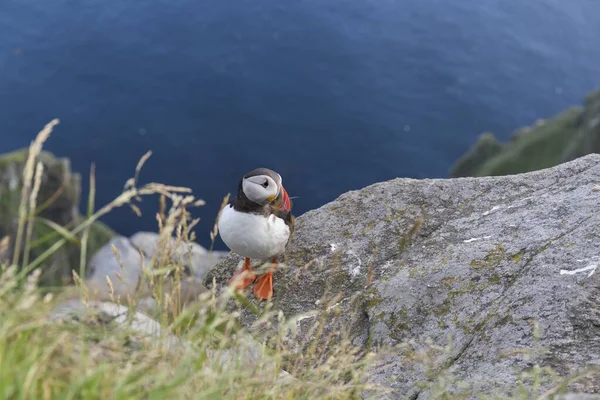 Puffin Empoleirado Sobre Rochas Penhasco Sul Noruega Pássaro Com Uma — Fotografia de Stock