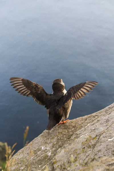 Macareux Perché Sur Les Rochers Sur Une Falaise Dans Sud — Photo