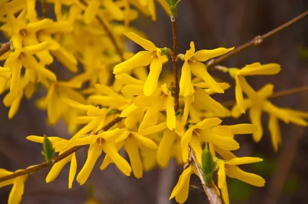 Una Hermosa Foto Las Flores Amarillas Del Árbol Flor Perfecto —  Fotos de Stock