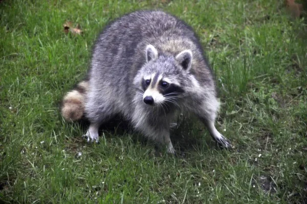 Beau Cliché Raton Laveur Sur Herbe Dans Champ — Photo