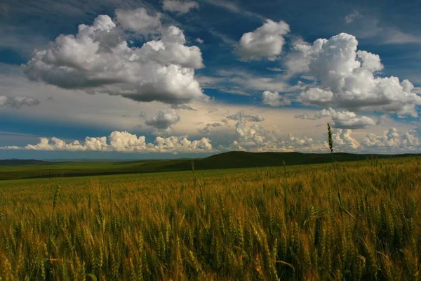 Uma Bela Pastagem Verde Sob Céu Nublado Tirar Fôlego Mongólia — Fotografia de Stock