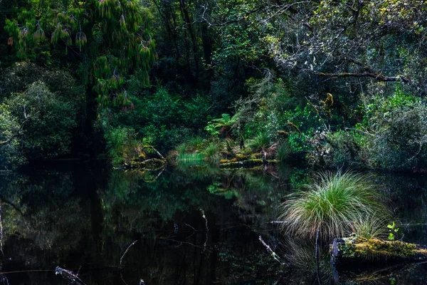 Μια Όμορφη Θέα Μιας Λίμνης Που Περιβάλλεται Από Δέντρα Ζούγκλα — Φωτογραφία Αρχείου