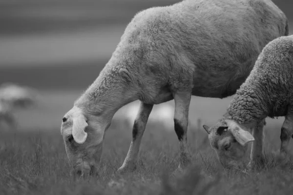 Graustufenaufnahme Von Zwei Schafen Die Auf Einer Wiese Meer Der — Stockfoto