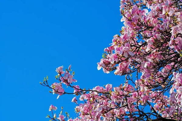 Gros Plan Cerisiers Fleurs Sous Ciel Bleu Clair — Photo