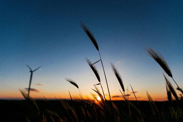 Una Silueta Campo Trigo Con Puesta Sol Fondo —  Fotos de Stock