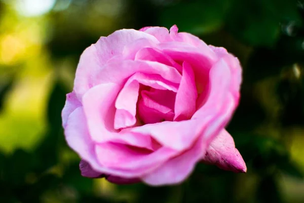 Zbliżenie Strzał Różowy Ogród Róża Zamazanym Tłem — Zdjęcie stockowe
