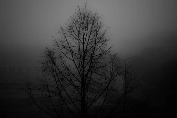 Tiro Escala Grises Árbol Desnudo Parque Cubierto Niebla — Foto de Stock