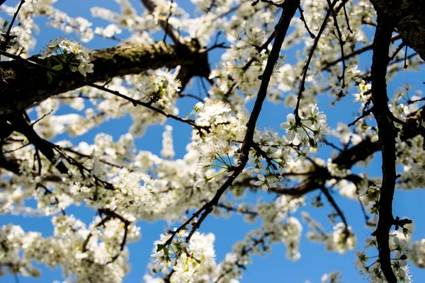 아름다운 벚꽃의 개념의 — 스톡 사진