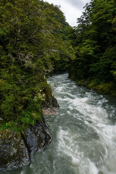 一条湍急的河流在森林里奔流 周围环绕着许多美丽的绿树 — 图库照片