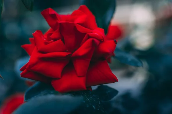 Крупный План Красивого Красного Сада Розы Размытым Фоном — стоковое фото