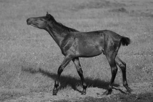 内モンゴルの草原を歩く孤独な馬の灰色のショット — ストック写真