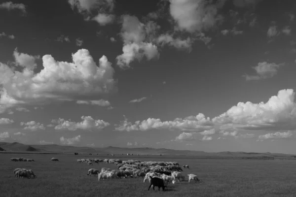 Een Grijsaard Shot Van Een Kudde Schapen Grazen Een Grasveld — Stockfoto