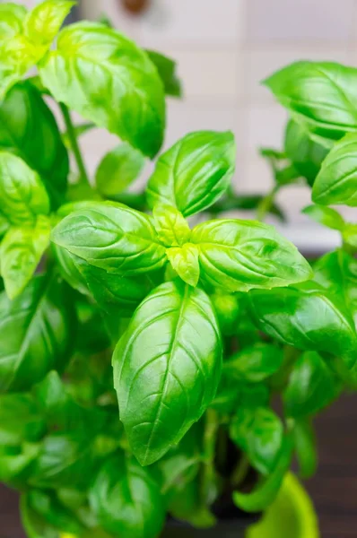 Sebuah Tembakan Dekat Kemangi Aromatik Daun — Stok Foto