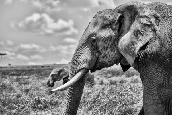 Greyscale Closeup Shot Head Cute Elephant Wilderness — Stock Photo, Image