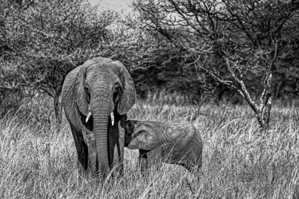 Close Escala Cinza Elefante Bonito Andando Grama Seca Com Seu — Fotografia de Stock