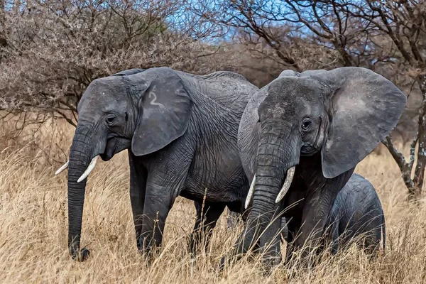 荒野の乾燥した草の上を歩く2頭のかわいい象のクローズアップ — ストック写真