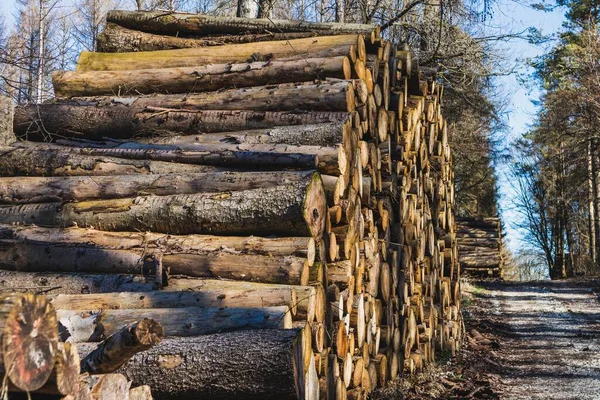 森の小道の薪の切り株の閉鎖ショット — ストック写真