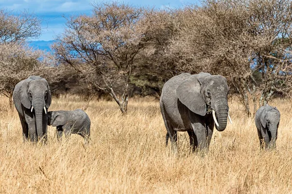 Grupo Elefantes Caminando Sobre Hierba Seca Desierto — Foto de Stock