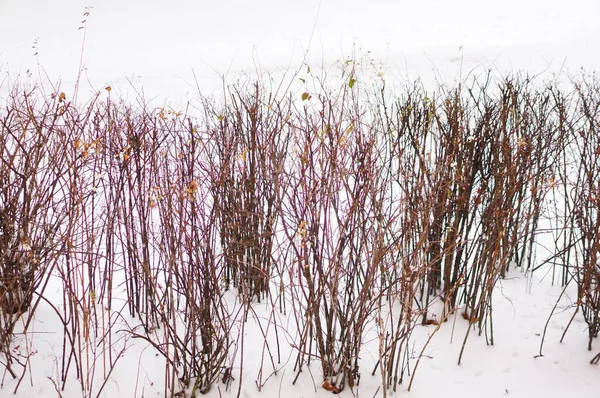 Piękny Strzał Rośliny Śnieżnej Ziemi — Zdjęcie stockowe