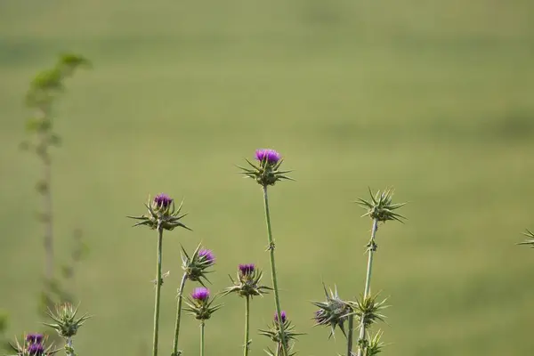 Closeup Selective Focus Shot Blooming Purple Flowers Green Background — Stock Photo, Image