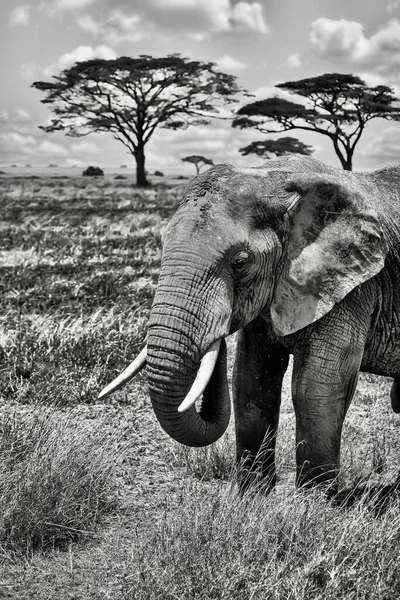 Vertical Grayscale Shot Lonely Elephant Savanna Background — Stock Photo, Image