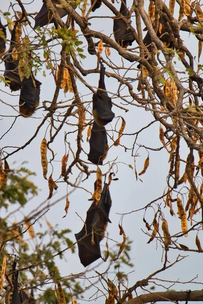 澄んだ空の下の木の枝からぶら下がっているコウモリの垂直低角度ショット — ストック写真