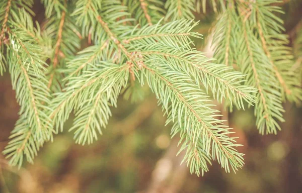 Closeup Shot Beautiful Spruce Branches Needles — Stock Photo, Image