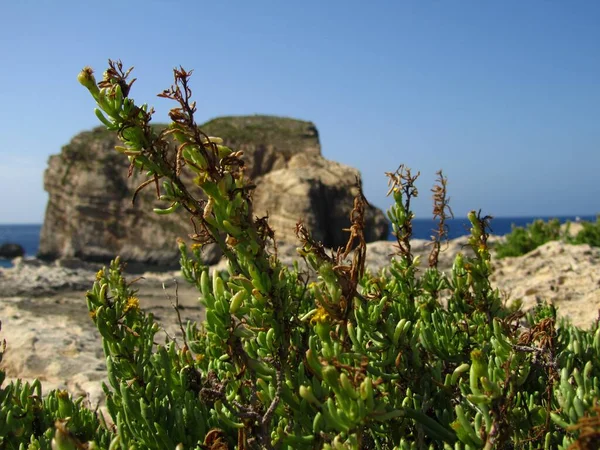 マルタの太陽の下で海に囲まれたファンガス岩の近くで成長している植物の閉鎖 — ストック写真