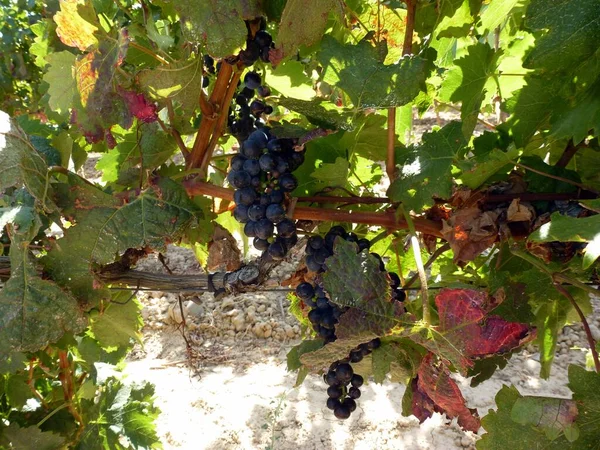 Uvas Escuras Que Crescem Nos Ramos Uma Vinha Rioja Espanha — Fotografia de Stock