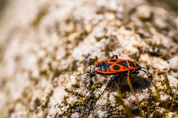 Detailní Selektivní Zaostření Záběru Ohnivého Brouka Povrchu Kamene Ideální Pro — Stock fotografie