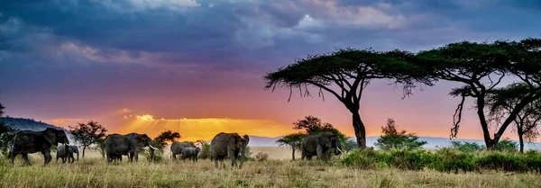 Tiro Panorâmico Grupo Elefantes Deserto Pôr Sol — Fotografia de Stock