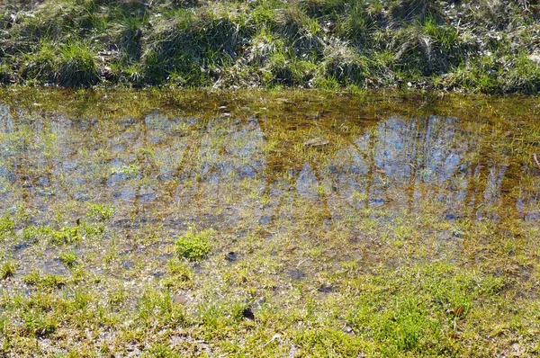 Beautiful Shot Flooded Grass Ground Daytime — Stock Photo, Image