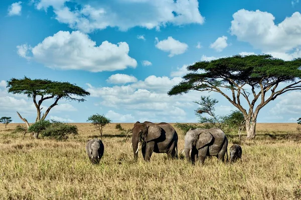 Eine Gruppe Elefanten Auf Dem Trockenen Gras Der Wildnis — Stockfoto
