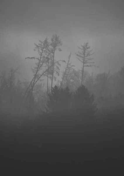 Vertikální Záběr Ponurého Lesa Šedou Oblohou Pozadí — Stock fotografie