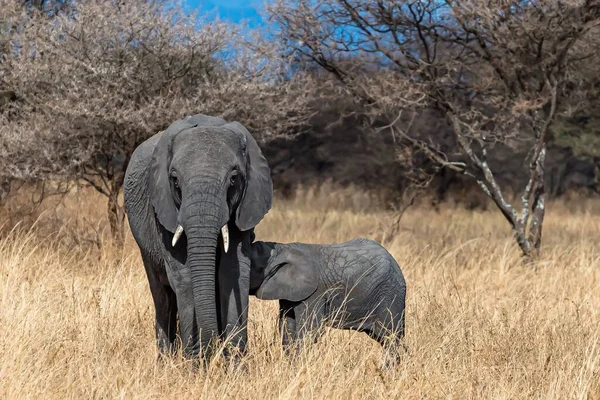 사바나에서 새끼에게 먹이고 코끼리의 — 스톡 사진