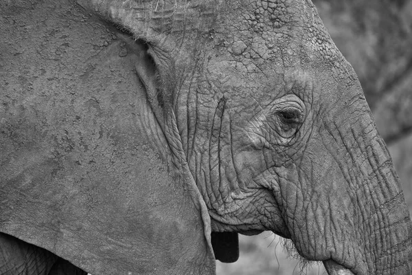 Tiro Macro Escala Cinza Cabeça Elefante Rugas — Fotografia de Stock