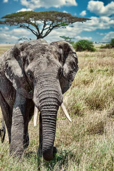 Gros Plan Vertical Éléphant Mignon Marchant Sur Herbe Sèche Dans — Photo