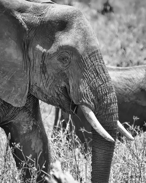 Vertical Greyscale Closeup Shot Head Cute Elephant Wilderness — Stock Photo, Image