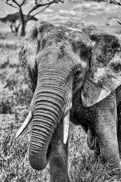 Vertical Grayscale Shot Mother Elephant Wandering Savanna — Stock Photo, Image