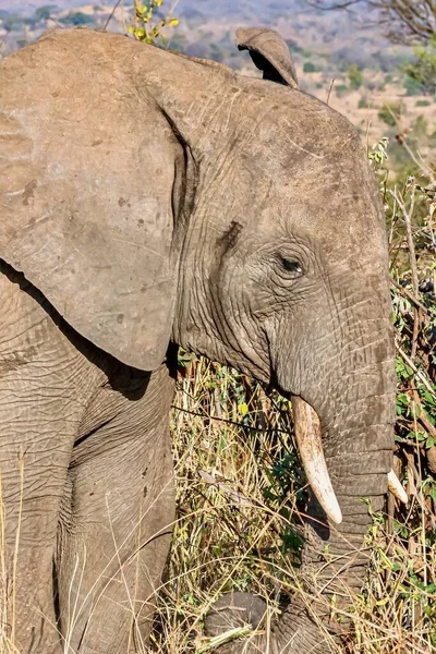 一头可爱的大象在荒野中的头的垂直特写 — 图库照片
