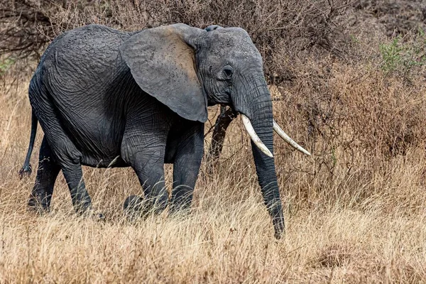 Tiro Close Elefante Bonito Andando Grama Seca Deserto — Fotografia de Stock