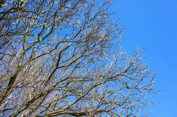 하늘을 배경으로 가지들의 — 스톡 사진