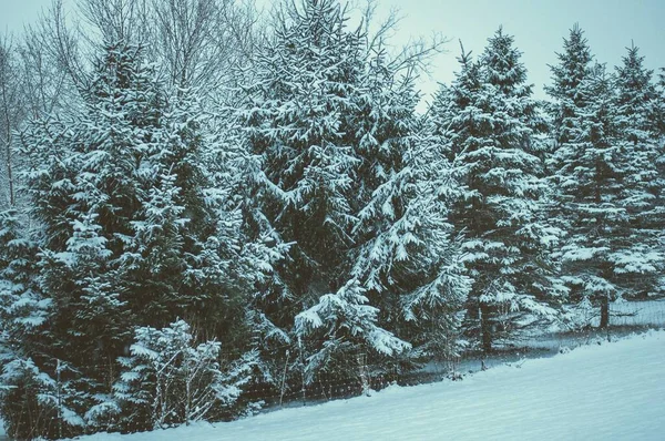 Belo Tiro Árvores Chão Coberto Neve Branca Durante Inverno — Fotografia de Stock