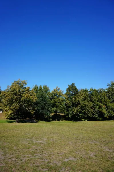 Een Verticaal Beeld Van Een Prachtig Veld Met Korte Bomen — Stockfoto