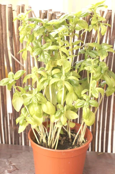 Disparo Vertical Una Planta Interior Una Maceta Plástico — Foto de Stock