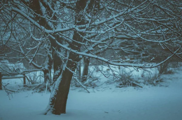 Selektivní Záběr Větví Stromů Pokrytých Bílým Sněhem Během Zimy Rozmazaným — Stock fotografie