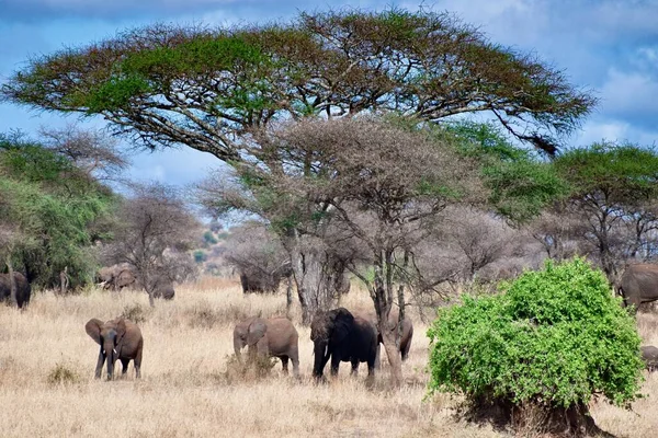 Группа Слонов Ходит Сухой Траве Вокруг Зеленых Деревьев Пустыне — стоковое фото