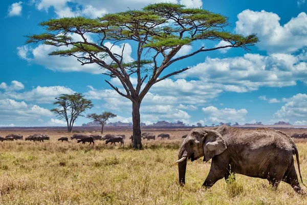 Tiro Close Elefante Bonito Andando Grama Seca Deserto — Fotografia de Stock